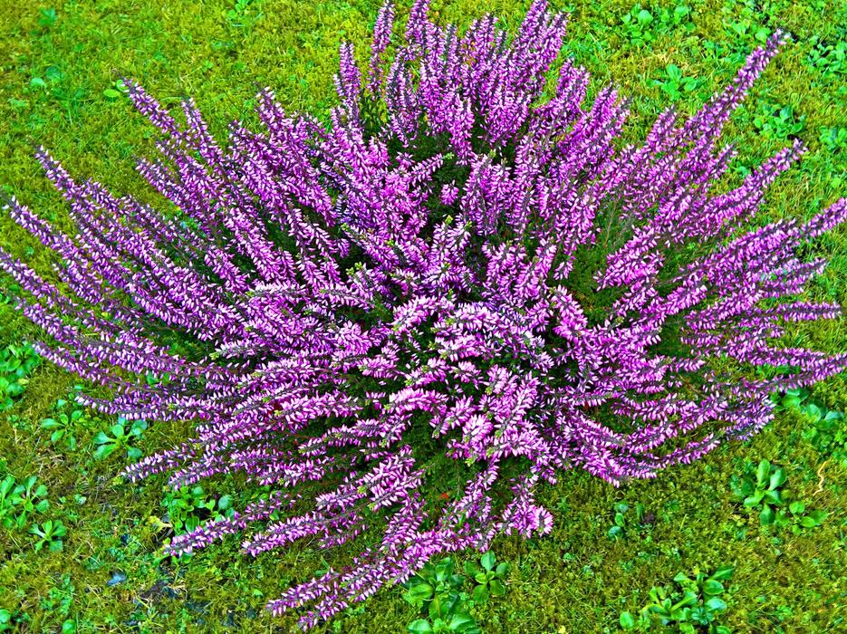 Plant Autumn Flower Erika