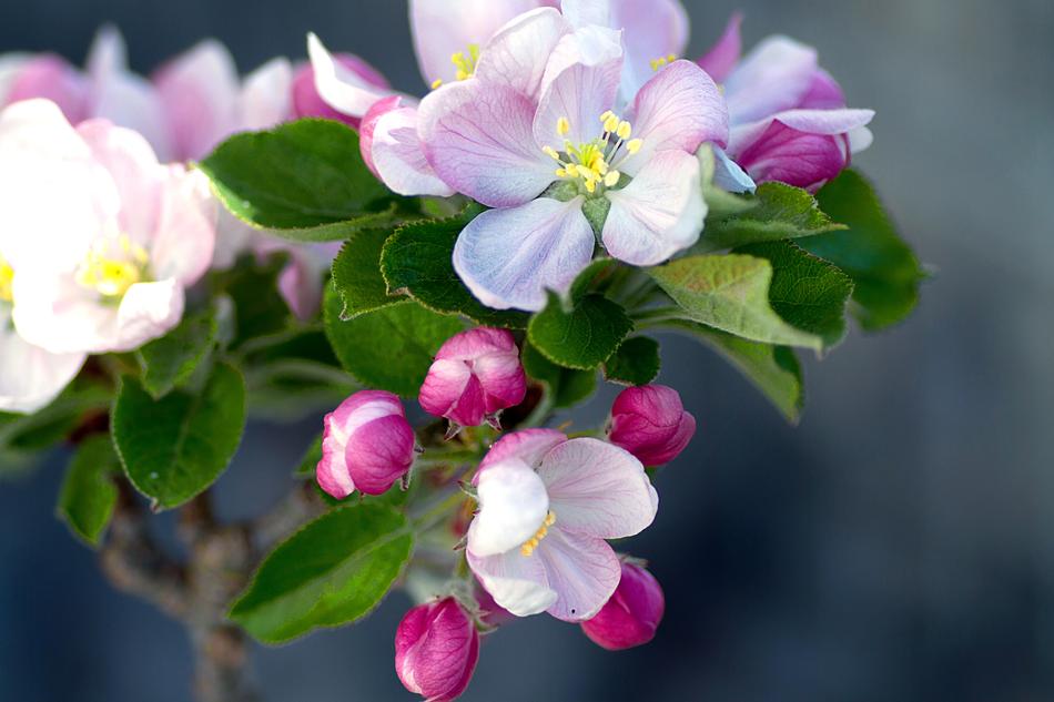Apple Blossom Tree