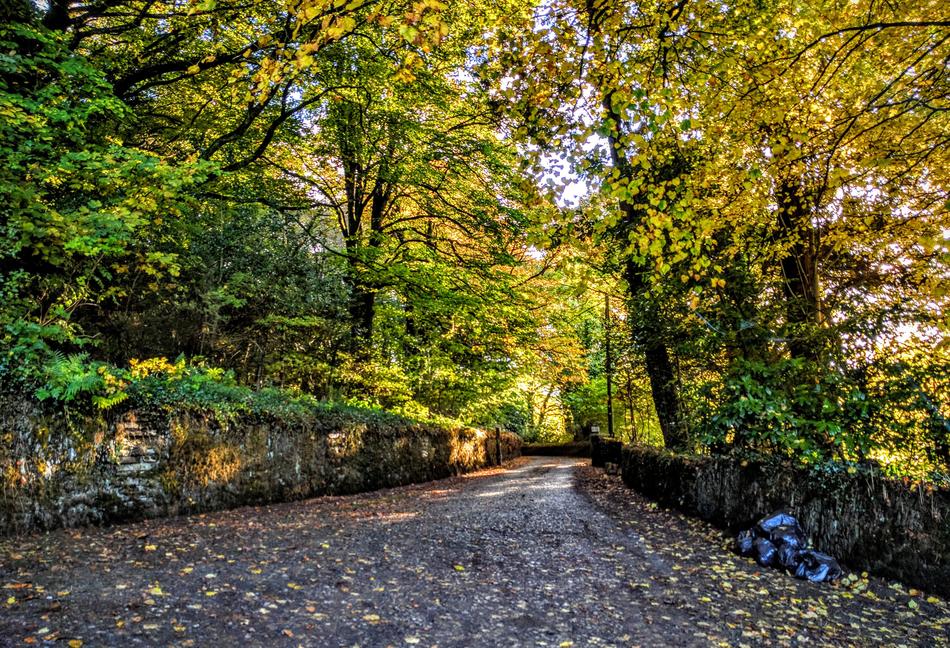 Road Trees Autumn