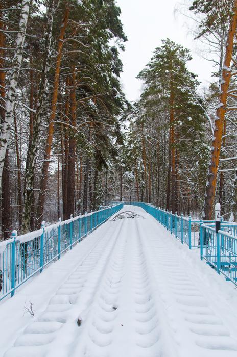 Snow Railway Pine