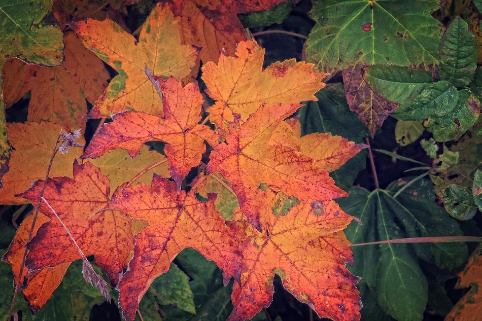 Autumn Colorful Leaves Fall Color
