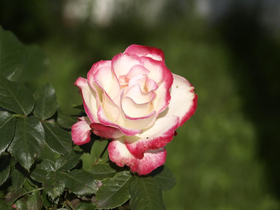 Rose White Flower