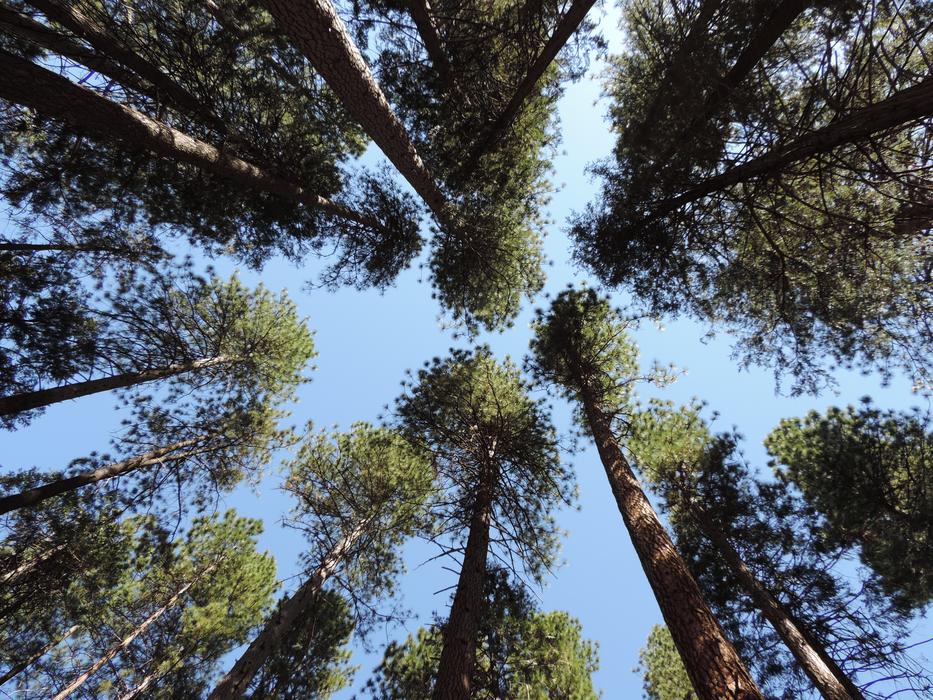 Usa Trees Natinalpark