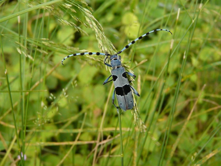 Nature Beetle Animal