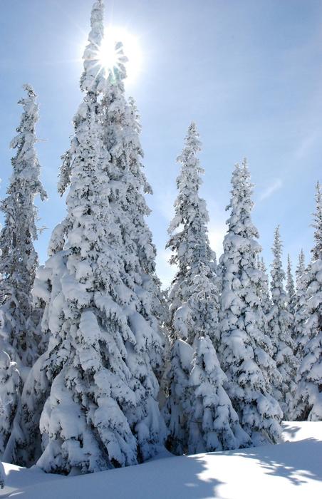 Landscape Winter Snow