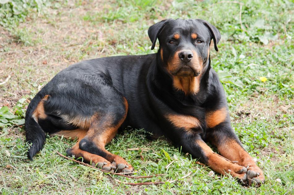 splendid Dog Pet