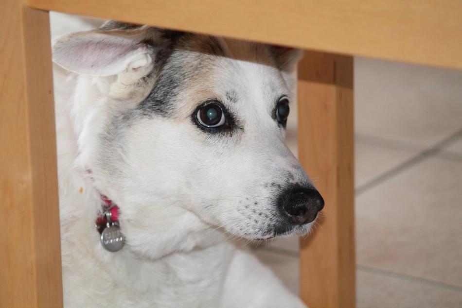 head of Dog beneath furniture