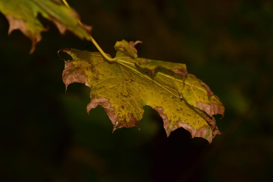 Autumn Fall Leaves in darkness
