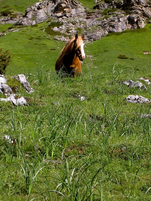 Horse Grass Prato