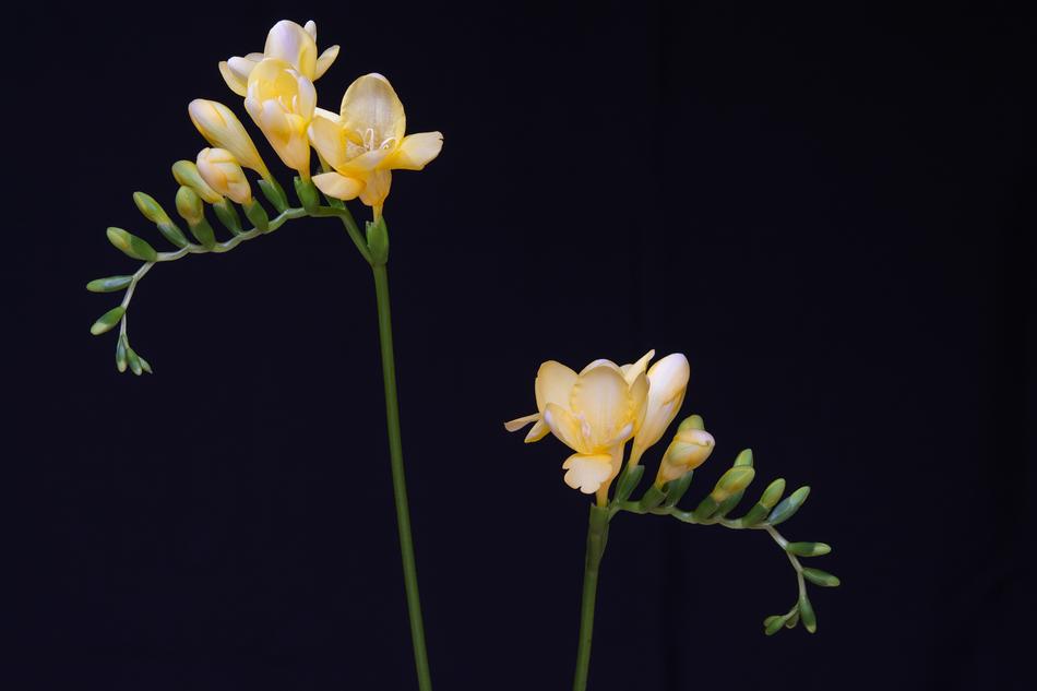 Flowers Yellow Freesia