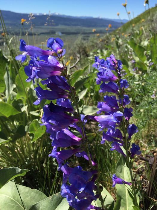 Beardtongue Blue Penstemon Flower