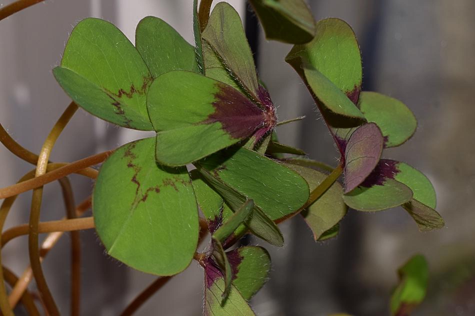 Close Up view of Klee Flowers