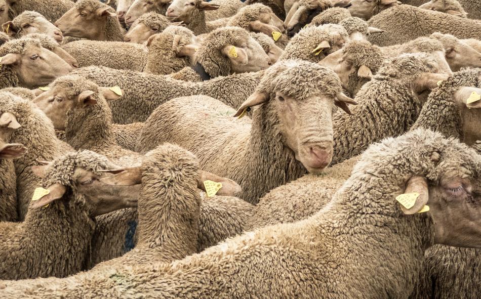 Sheep Montonera Animals