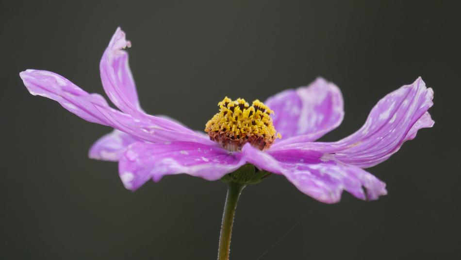 Cosmos Violet Blossom
