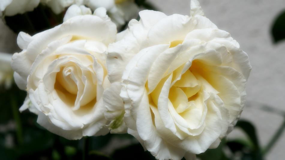 Nature Plants Flowers