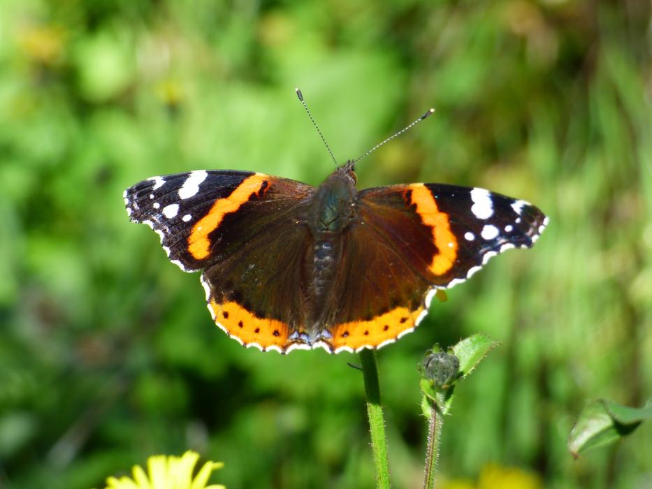 Insect Butterfly Vulcan Vanessa