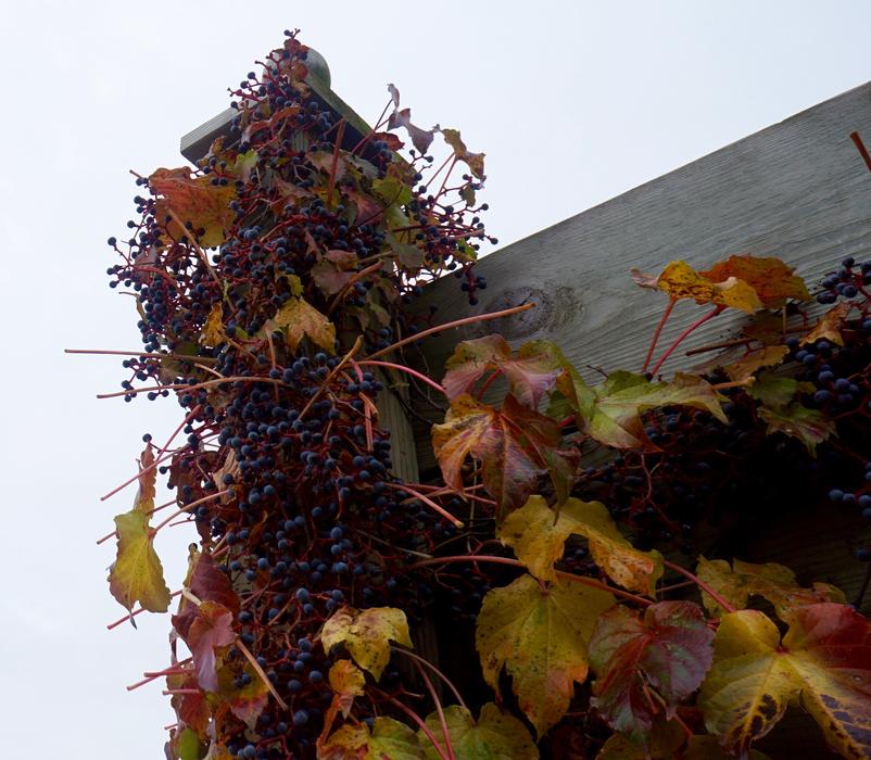 grapevine dry on the house