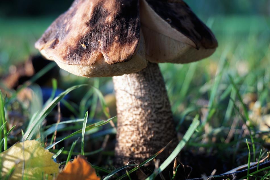 Mushroom in Forest Nature