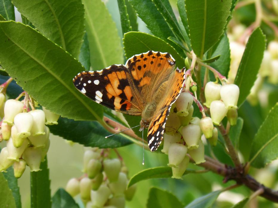 orange butterfly in the garden