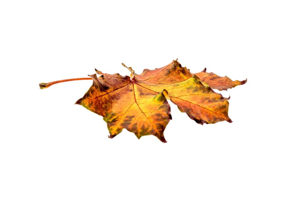 dry leaves on the road