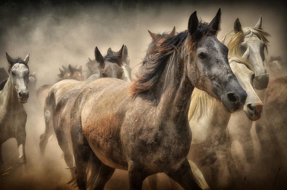 horses animals nature four legged