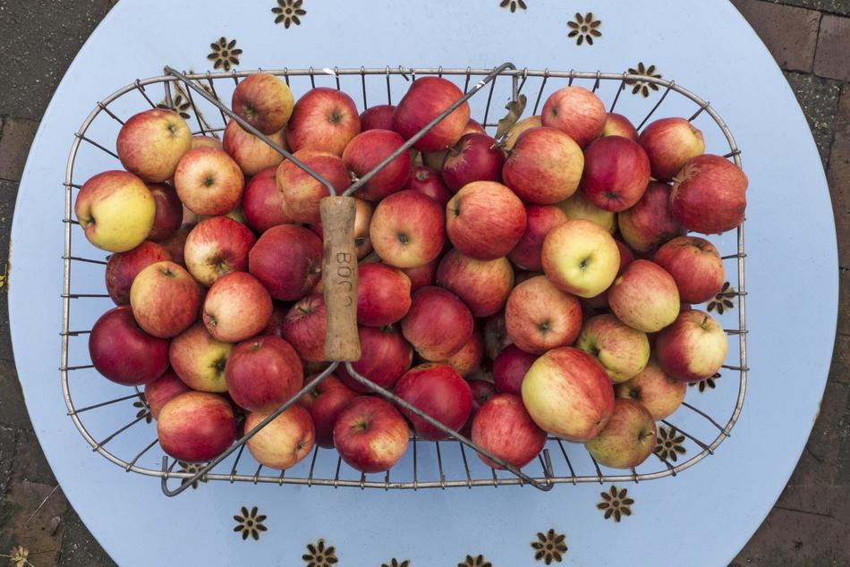 Apple Boskoop Pome Fruit Summer