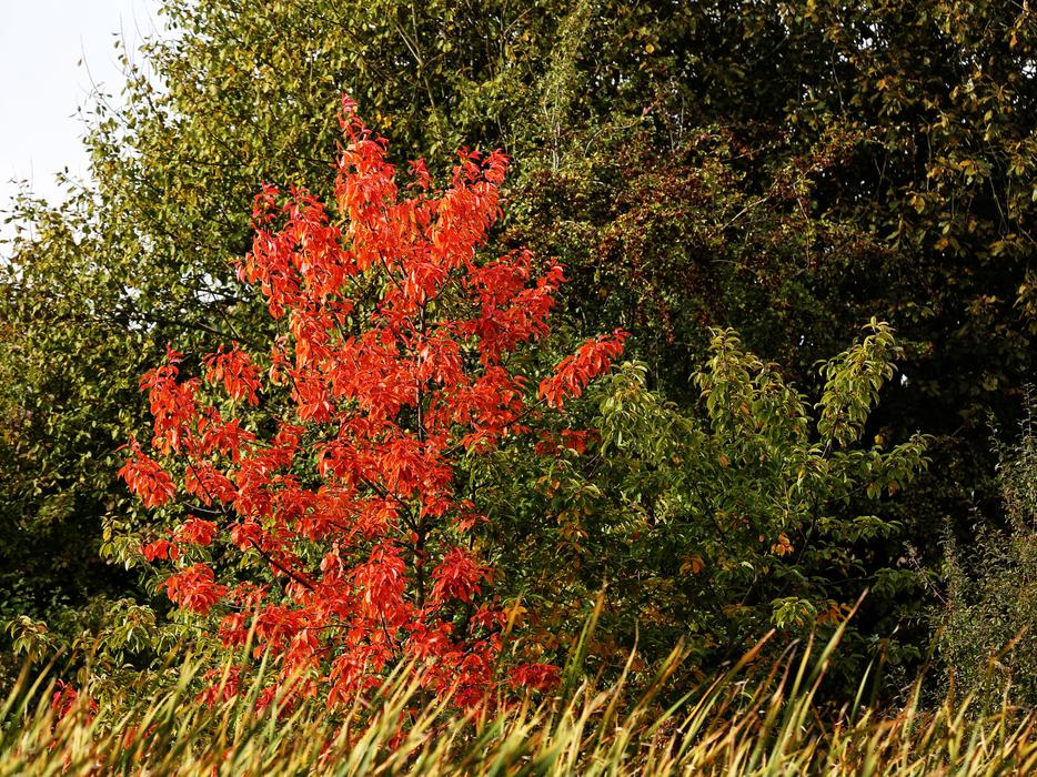Autumn Leaves Tree