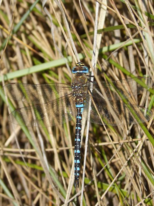 big blue dragonfly on dry grass