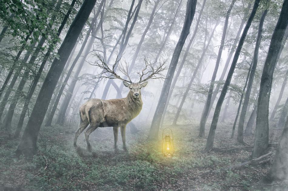 The Deer Animal