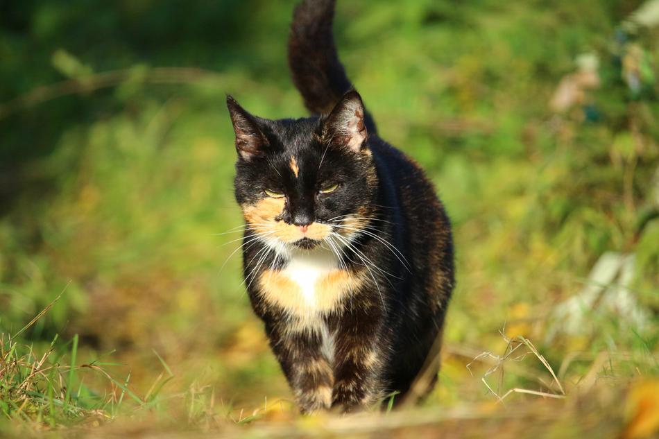 Colorful spotted cat walks in the spring meadow