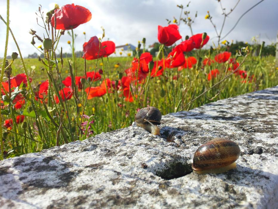 snails on poppy field background