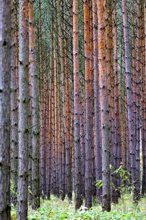 Then Tree Forest