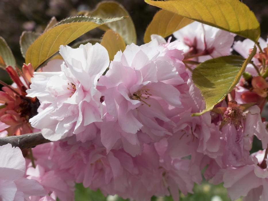 Flowers Summer Beautiful