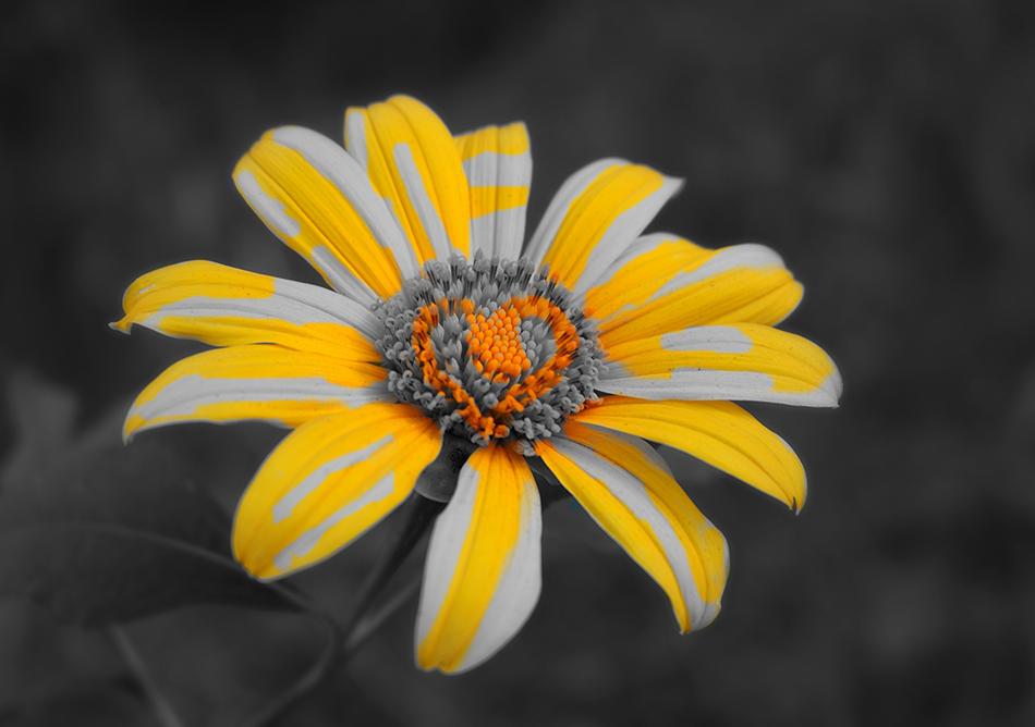 Flowers Yellow Splash