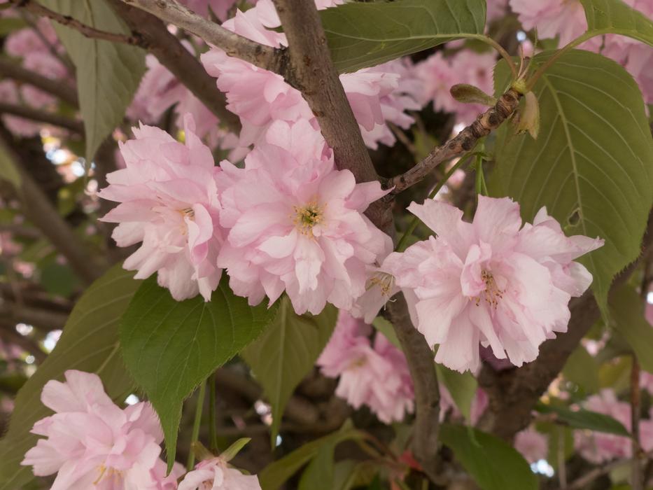 Flowers Summer Beautiful