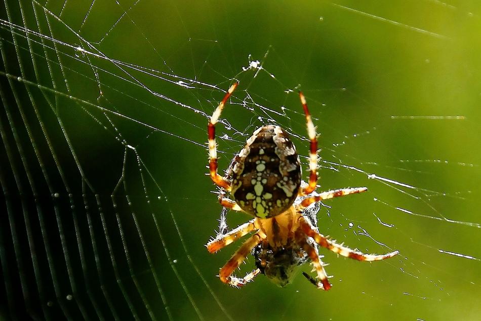 Spider Araneus Webs Close