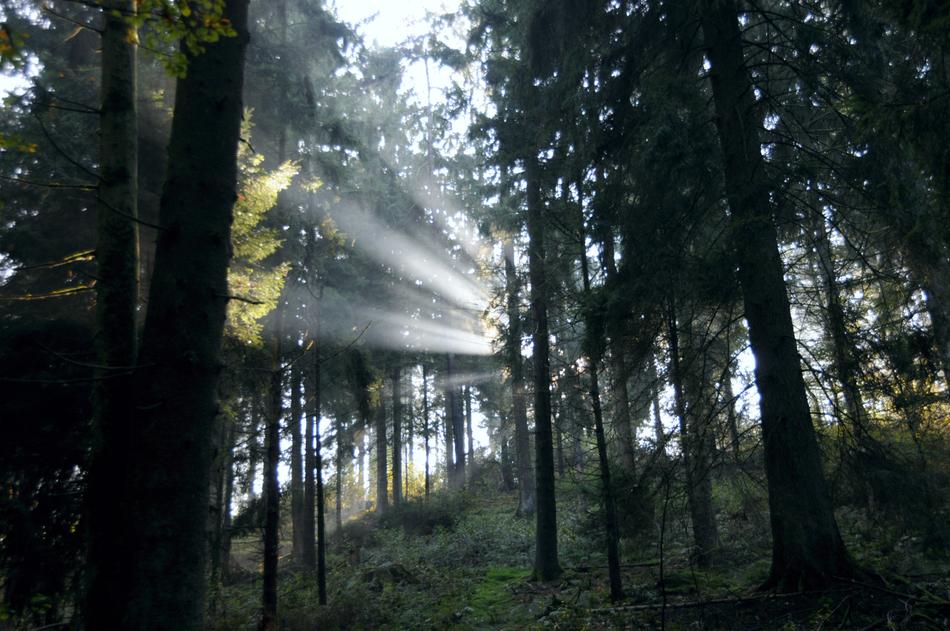 Forest Sunbeam Sunlight Autumn