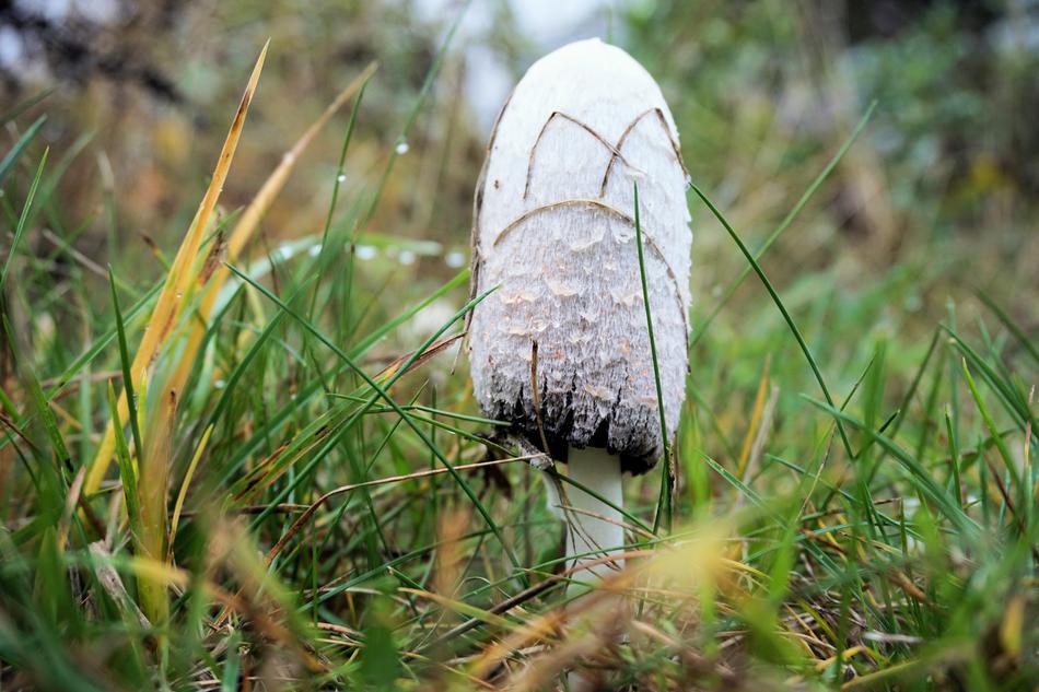 Mushroom Forest Autumn