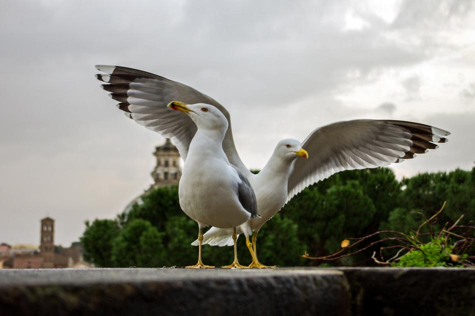 two seagulls on the promenade in Rome