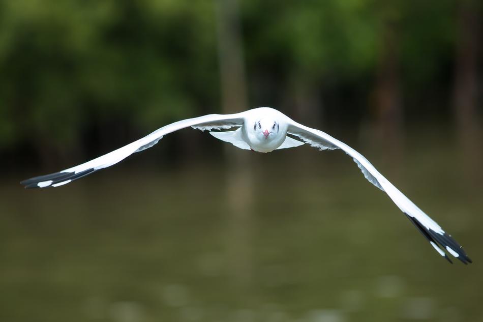 Gulls Pu