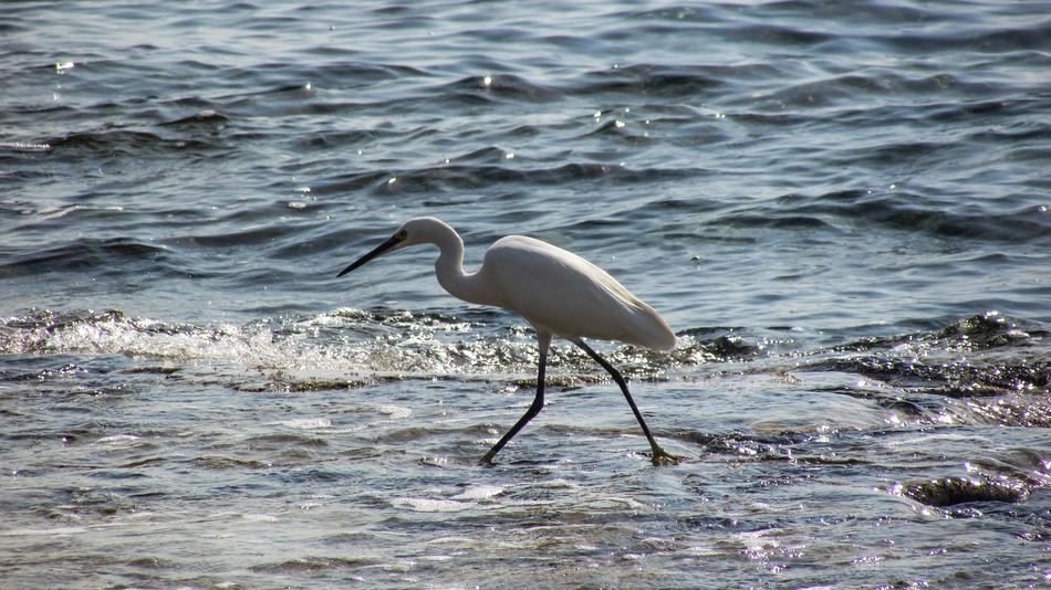 Heron Bird on river