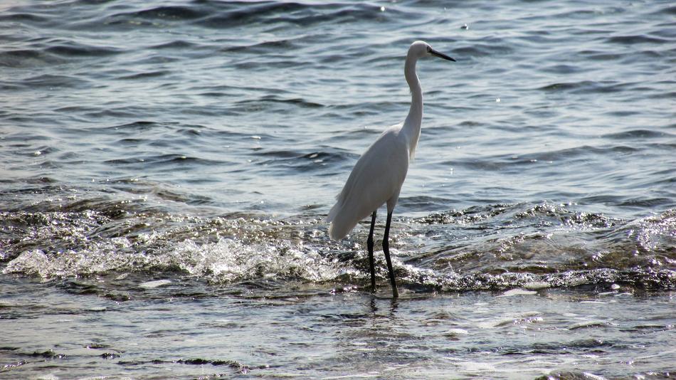 Beautiful and cute, white heron bird on the beach, with the waves