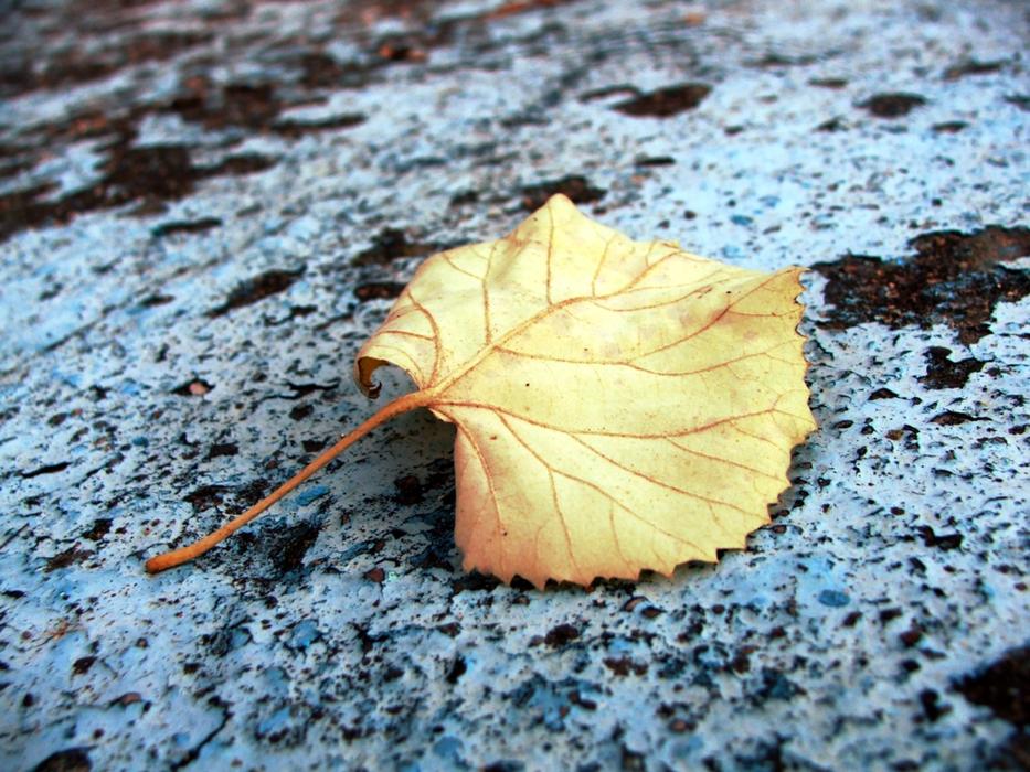 yellow dry leaf on the wall