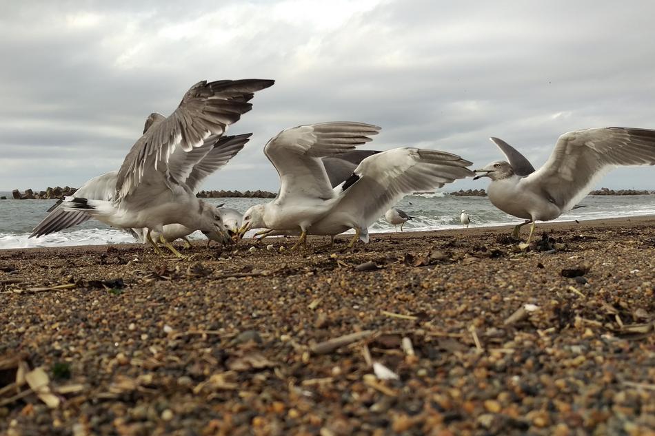 soaring wild gulls