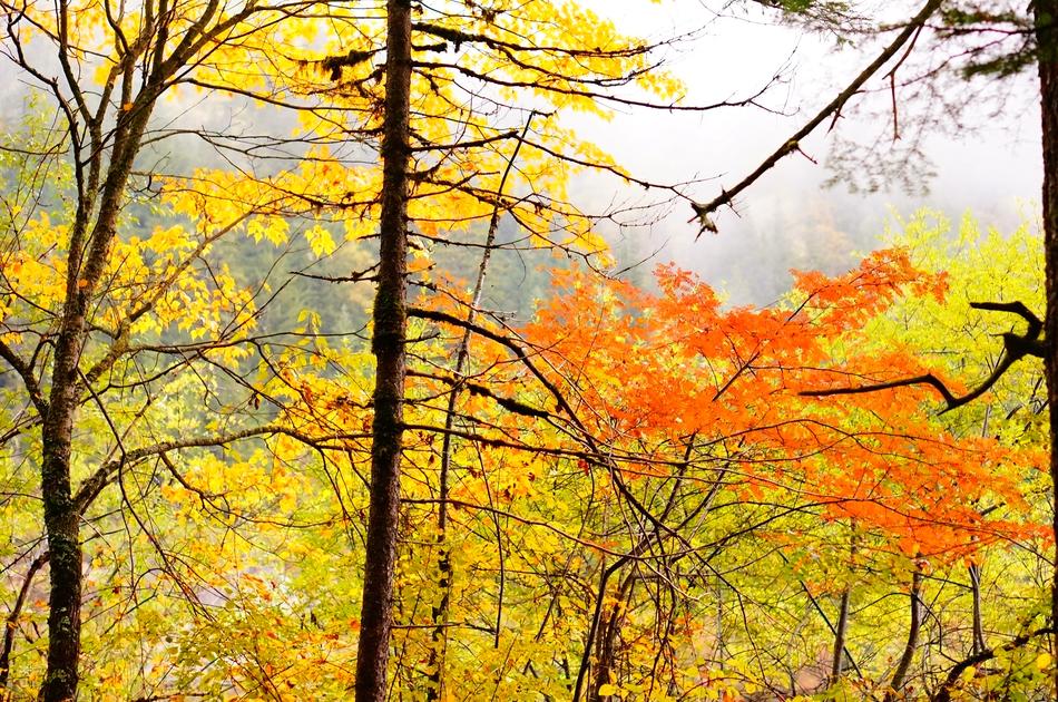 Maple Autumn
