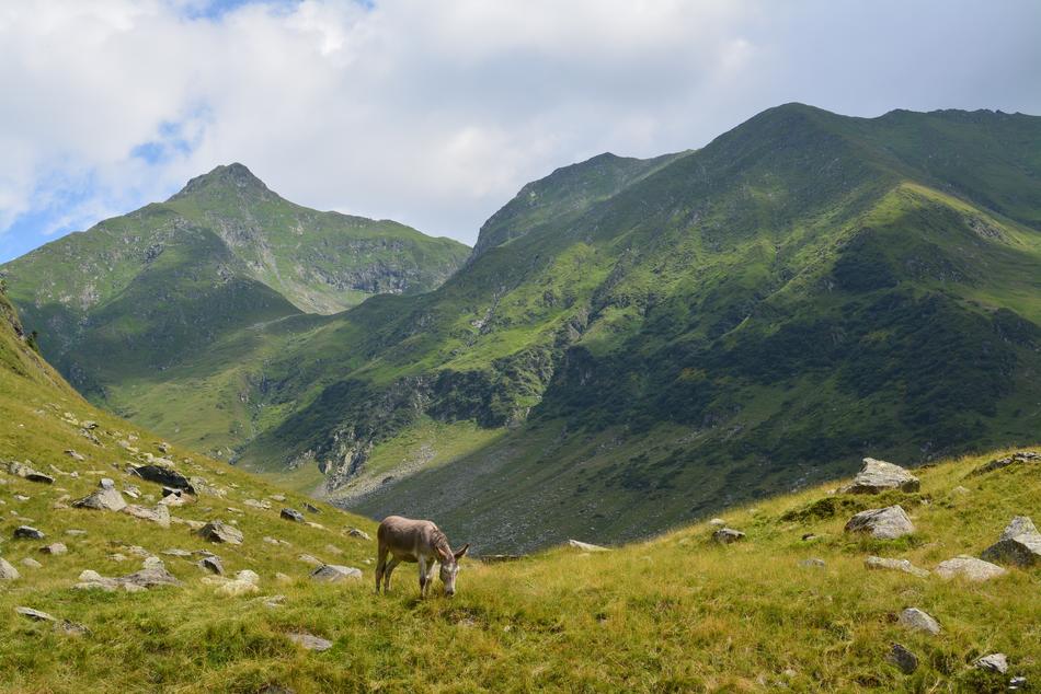 Donkey on Mountain landscape