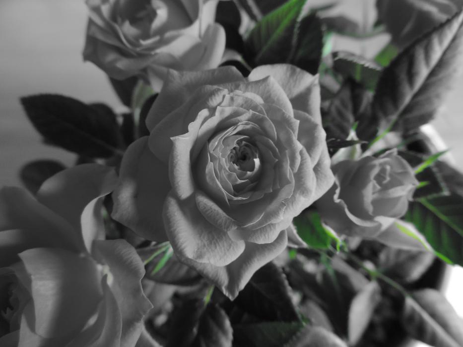 Rose Bloom Flower