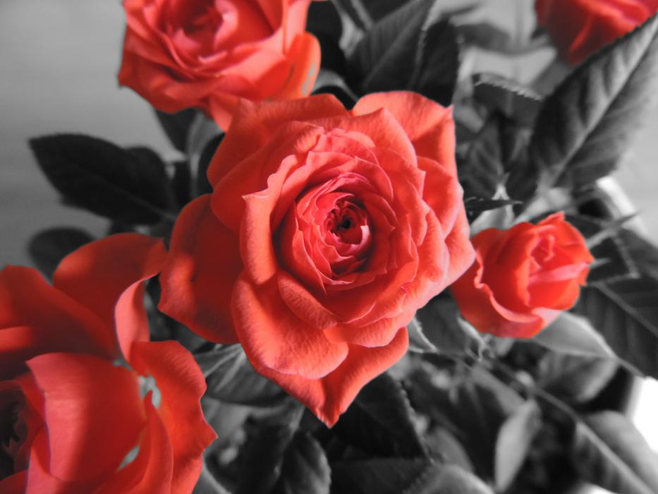 Rose Bloom Flower