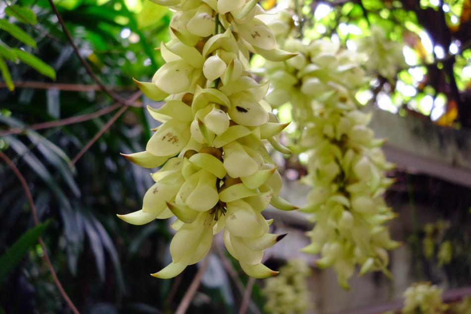 Mucuna Sparrow Flowers