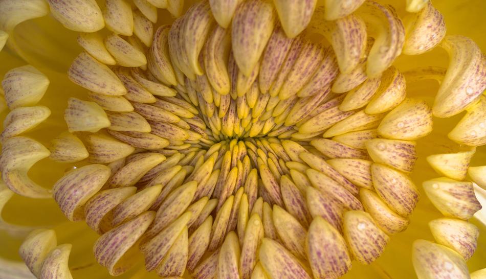 inside of chrysanthemum Flower